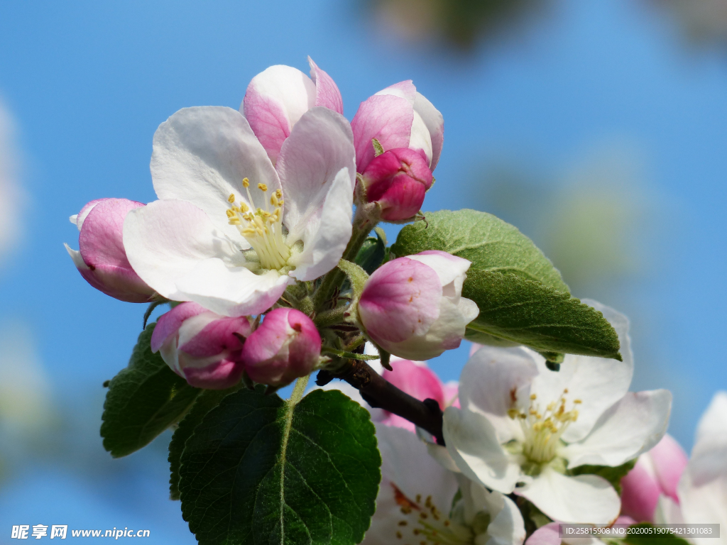苹果花苹果树图片