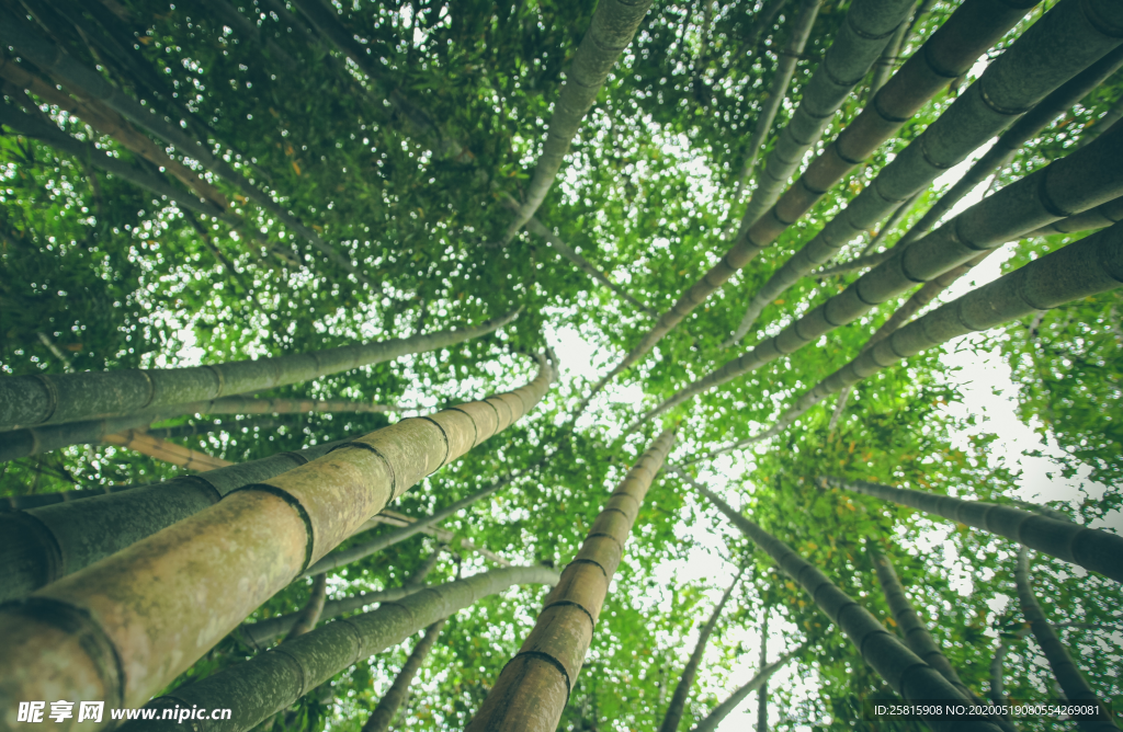 竹林竹子竹叶图片