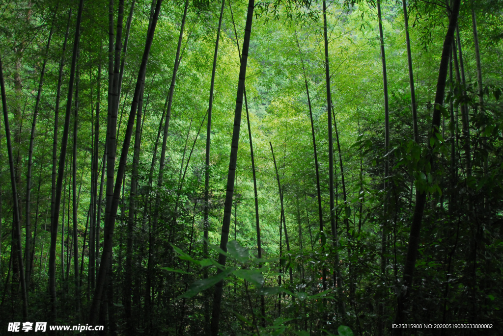 竹林竹子竹叶图片