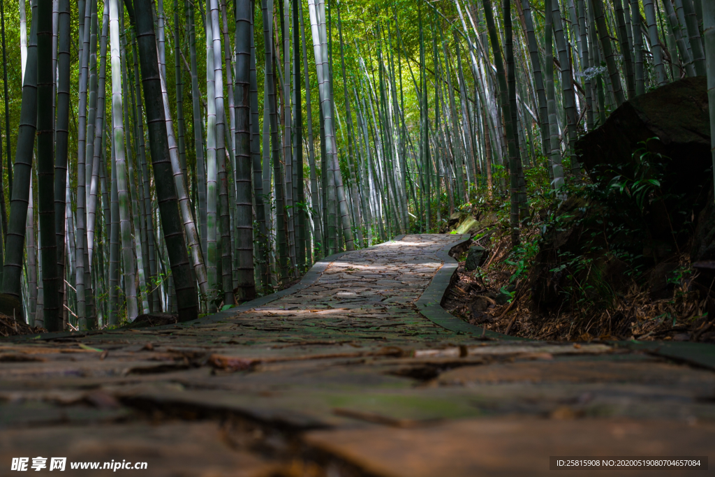 竹林竹子竹叶图片