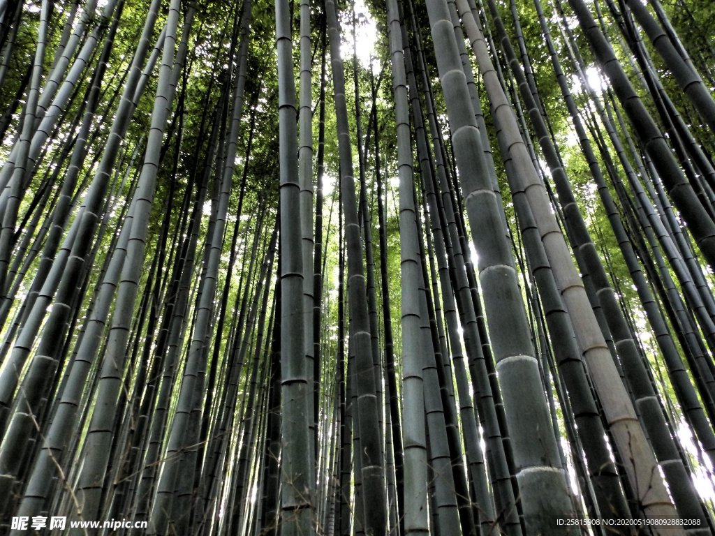 竹林竹子竹叶图片