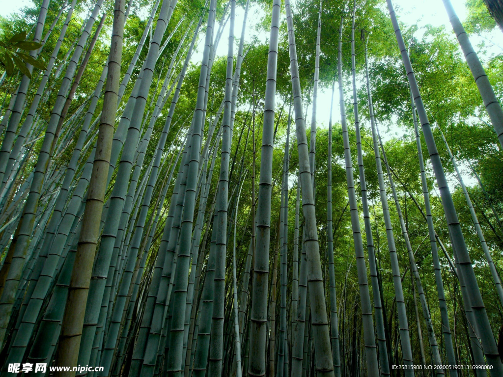 竹林竹子竹叶图片