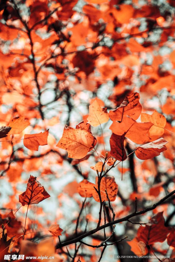 秋叶落叶唯美图片