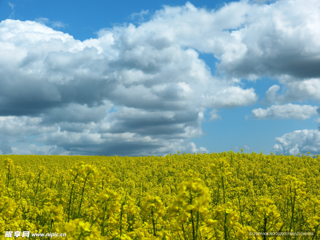 油菜花菜籽花图片