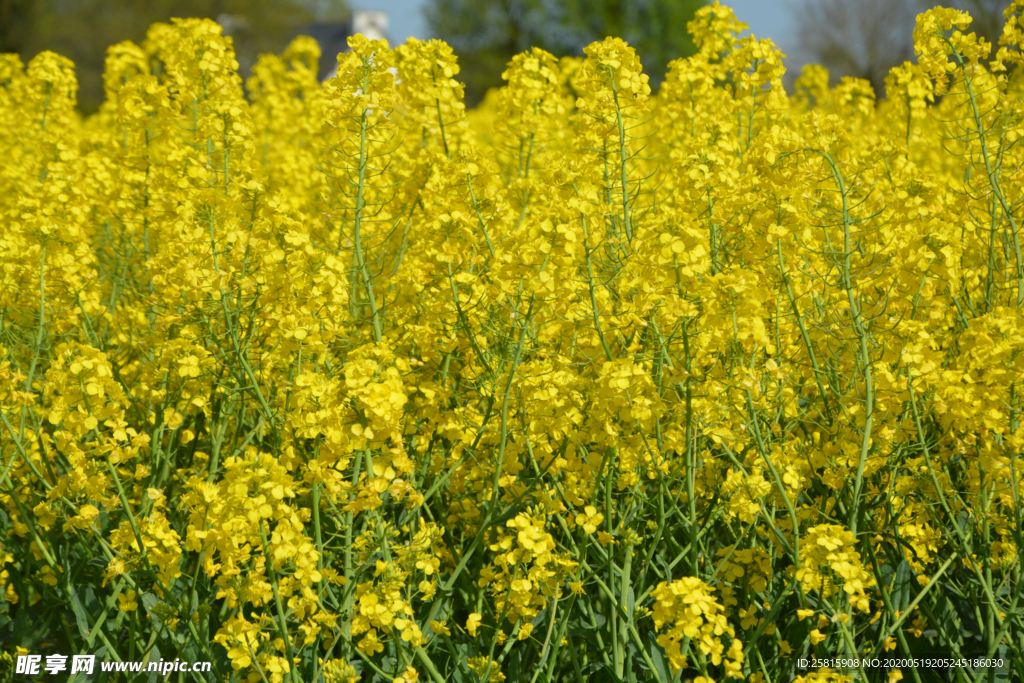 油菜花菜籽花图片