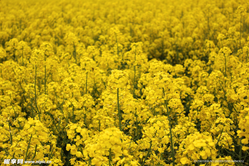 油菜花菜籽花图片