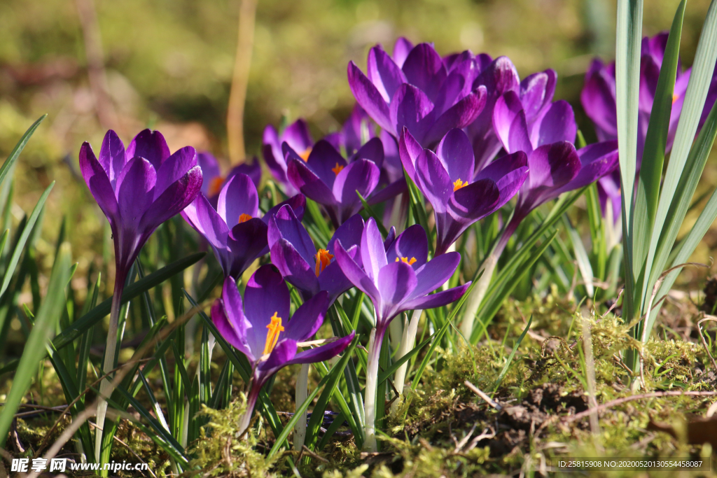 番红花藏红花图片