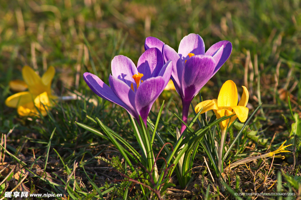 番红花藏红花图片