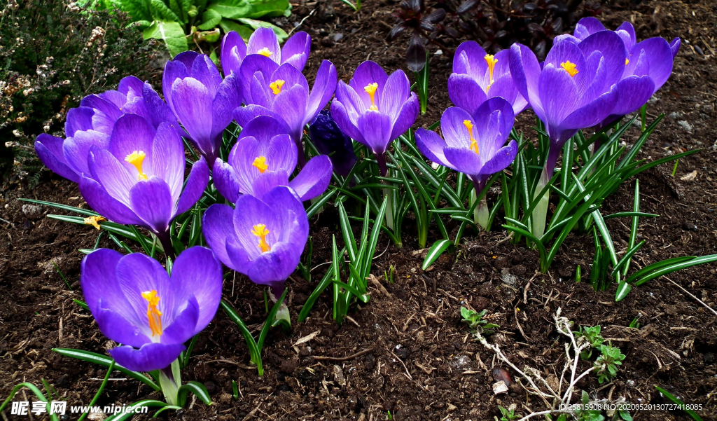 番红花藏红花图片