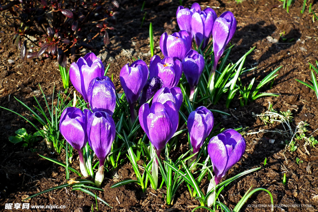 番红花藏红花图片