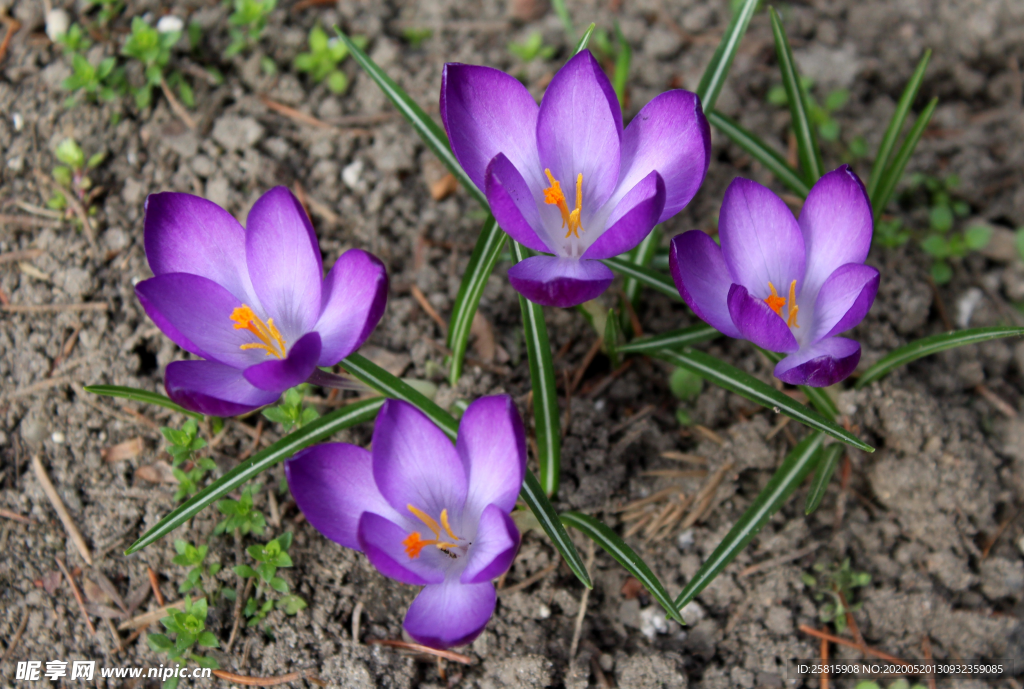 番红花藏红花图片