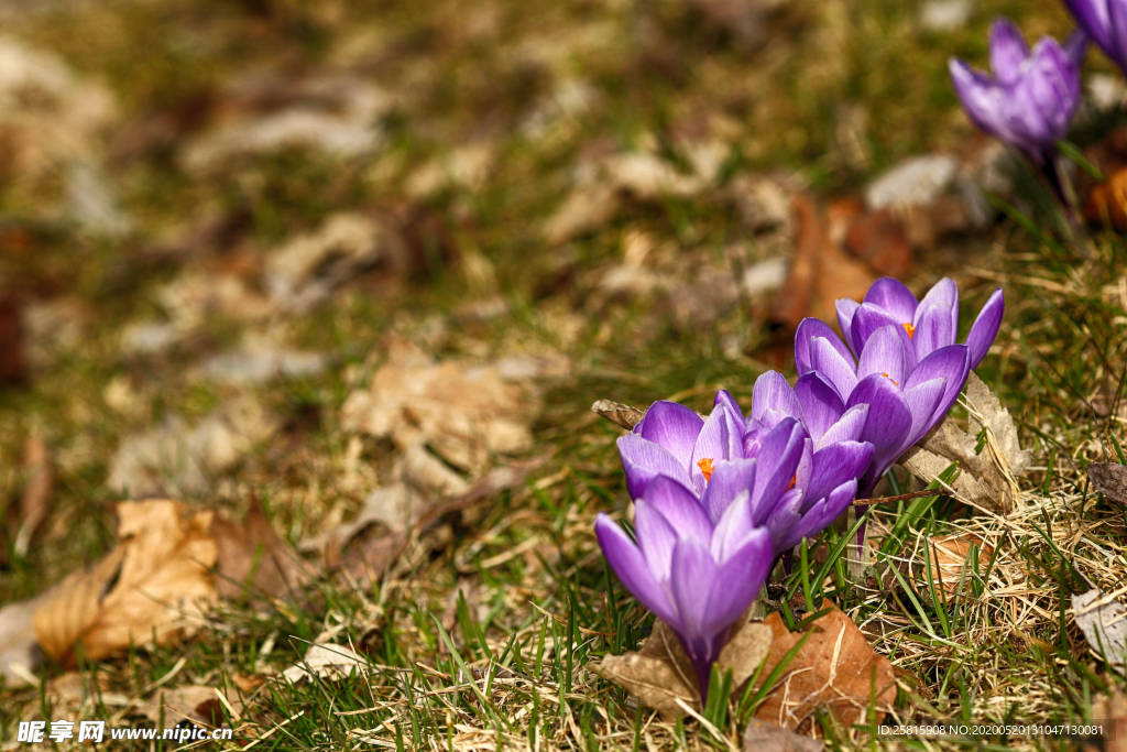 番红花藏红花图片