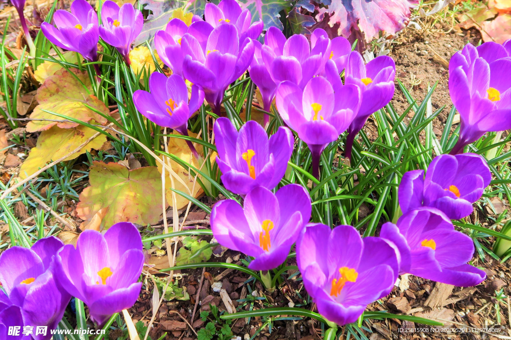 番红花藏红花图片