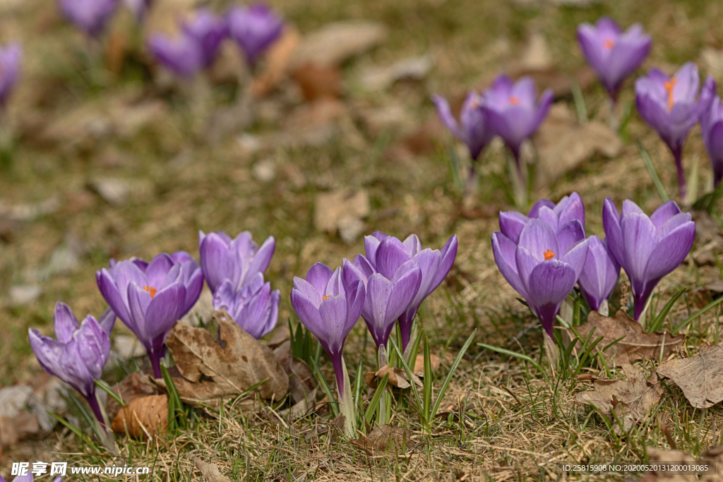 番红花藏红花图片