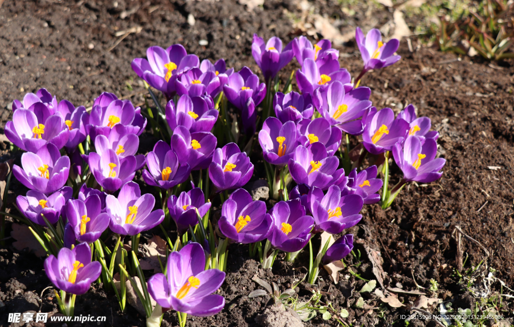 番红花藏红花图片