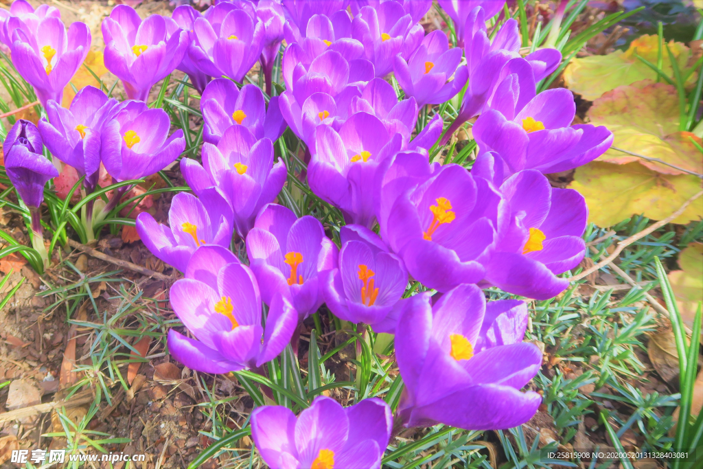 番红花藏红花图片