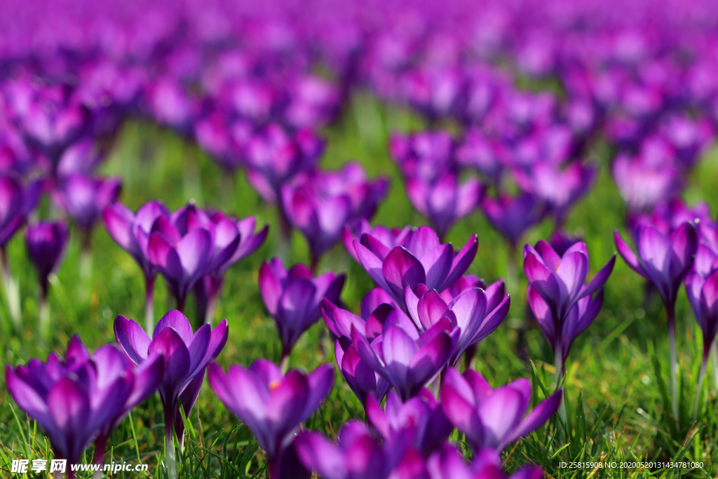 番红花藏红花图片