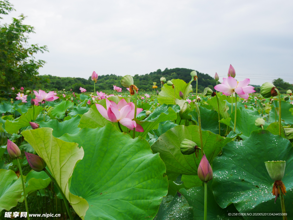 荷花睡莲荷塘图片