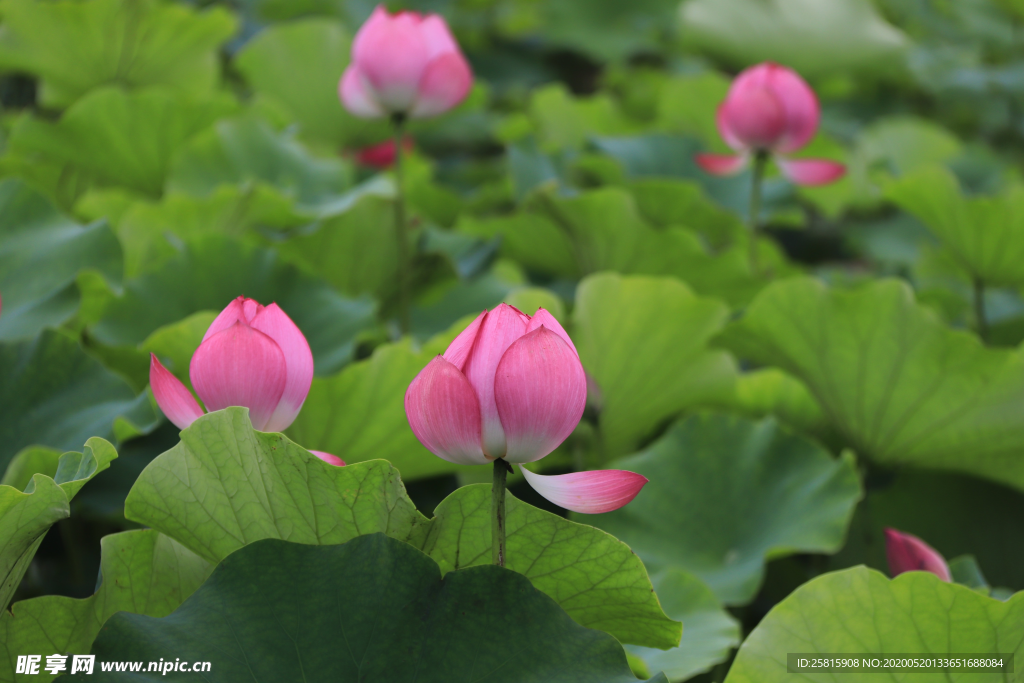 荷花睡莲荷塘图片