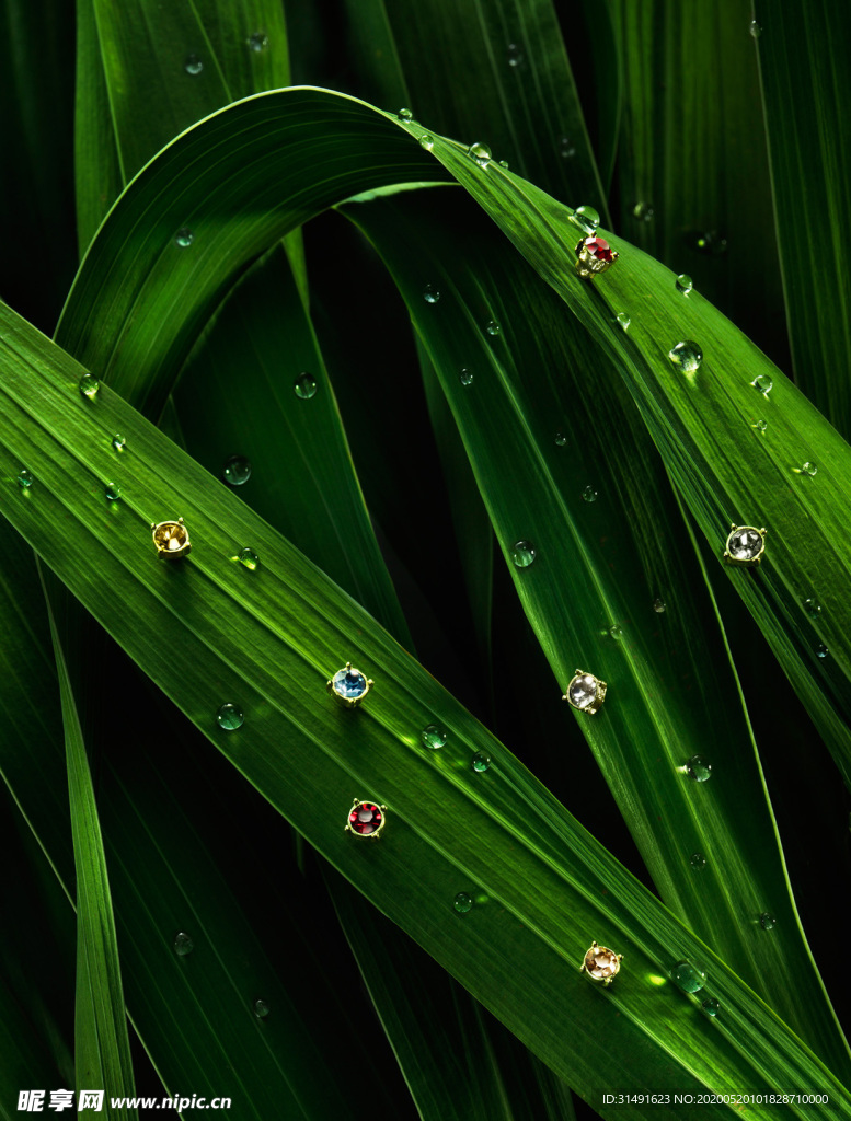 叶子背景 叶子相关背景 五彩背