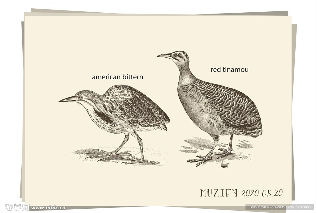 麻鳽鸟类手绘稿