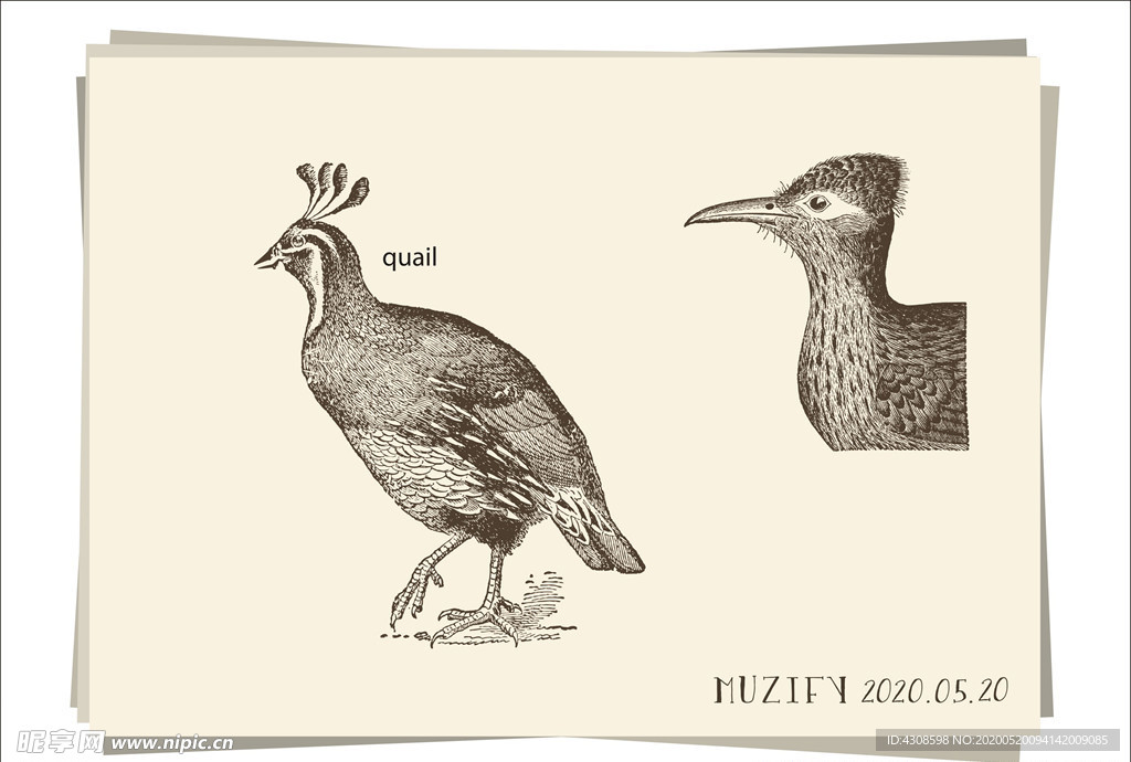 鹌鹑 鸟类手绘稿