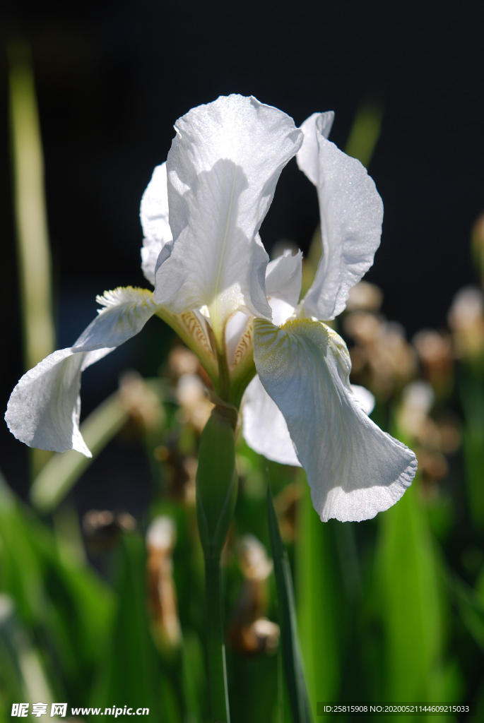 鸢尾花清新图片