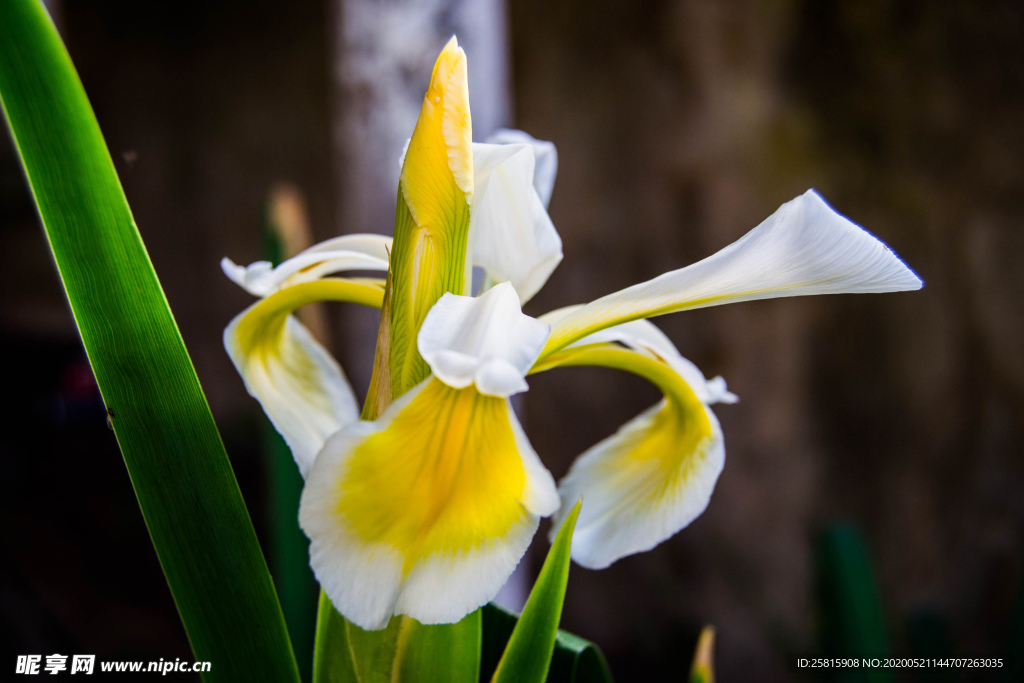 鸢尾花清新图片