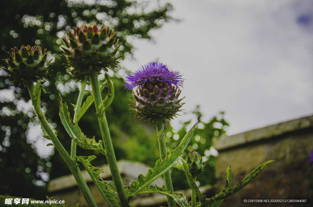 霍香蓟清新图片