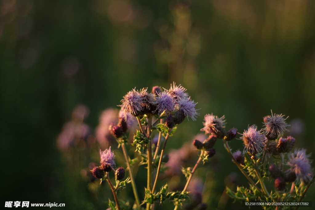 霍香蓟清新图片