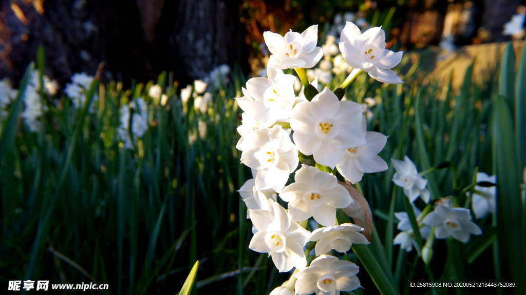 水仙花唯美图片