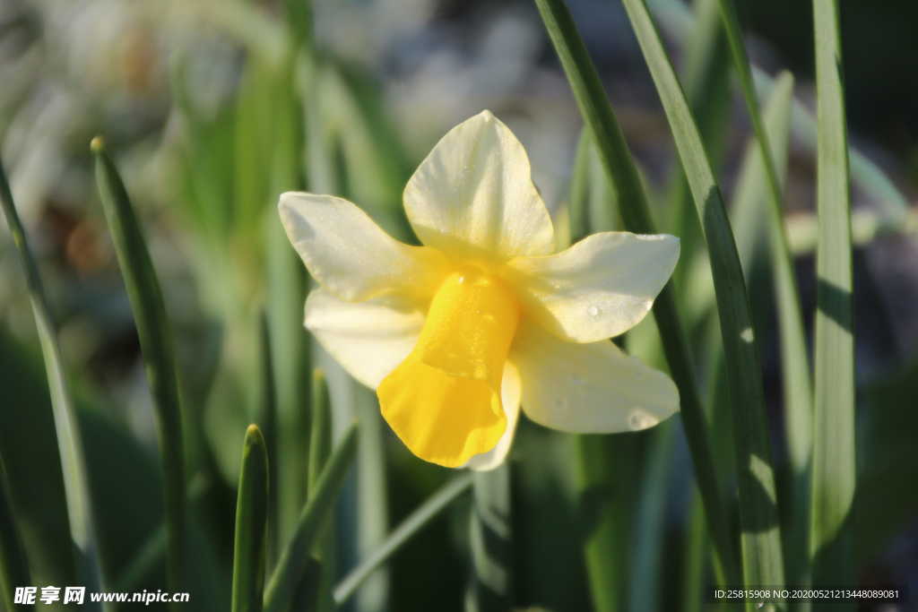 水仙花唯美图片