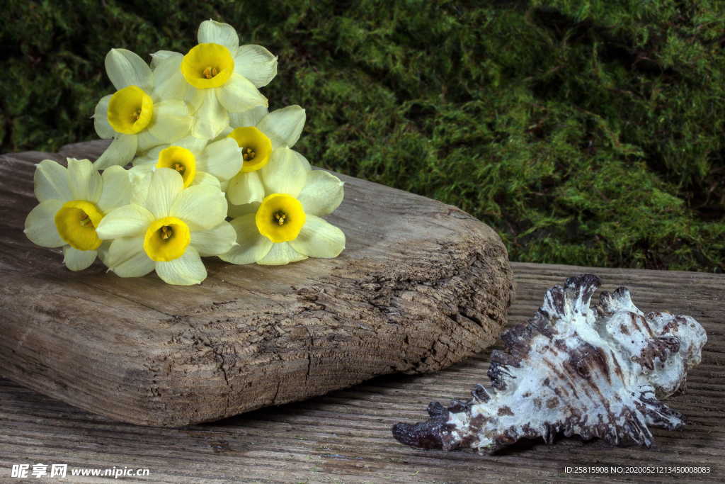 水仙花唯美图片