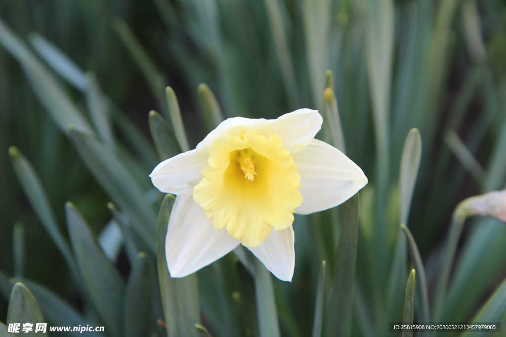 水仙花唯美图片