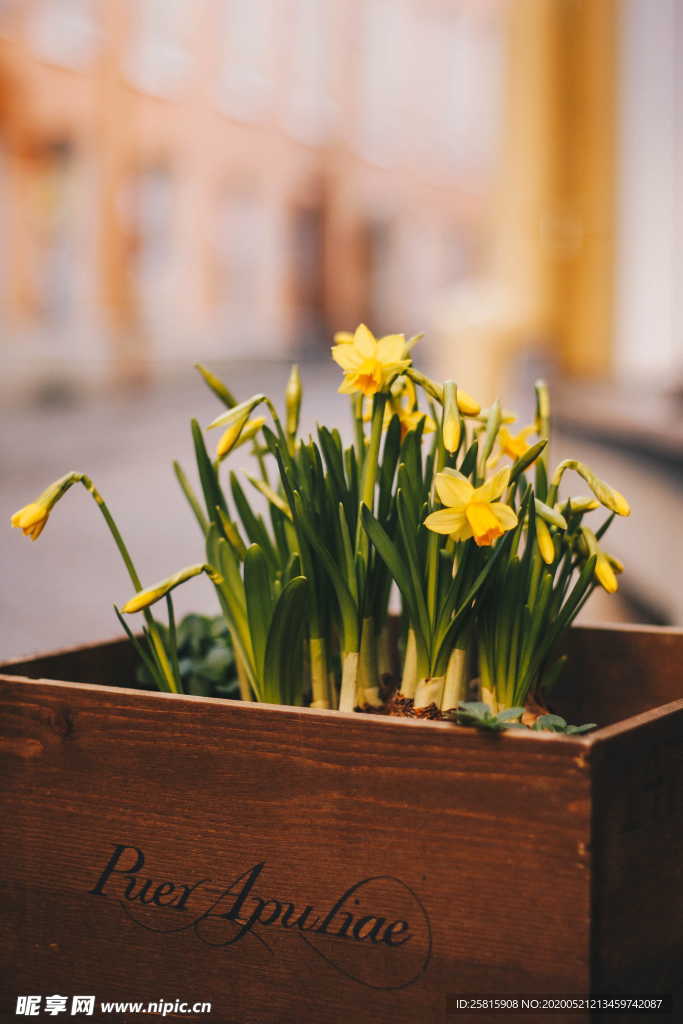 水仙花唯美图片