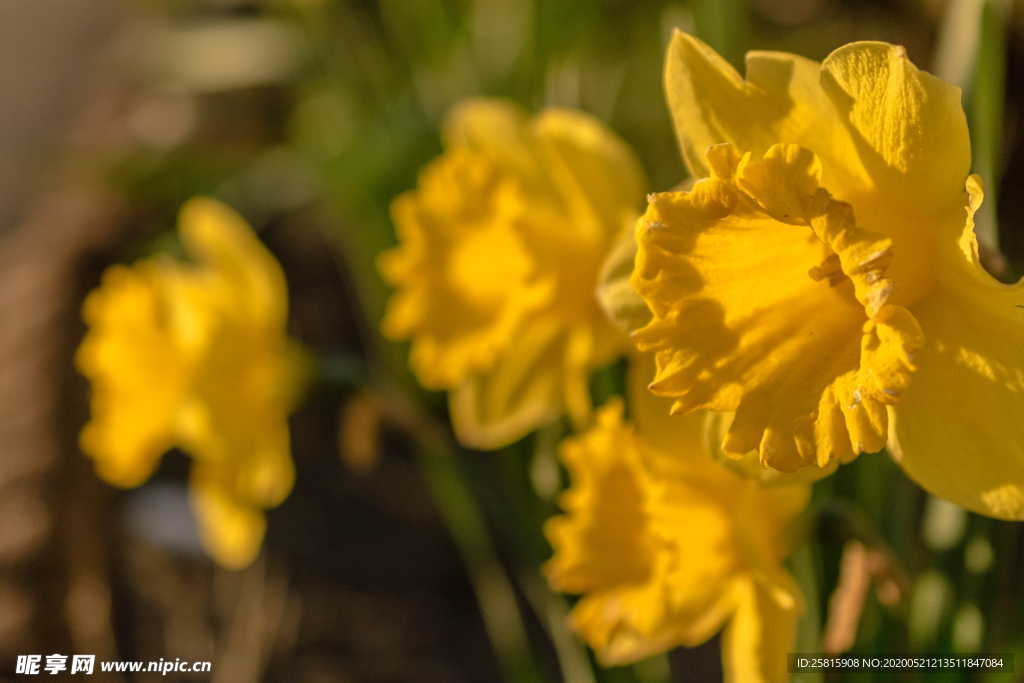 水仙花唯美图片