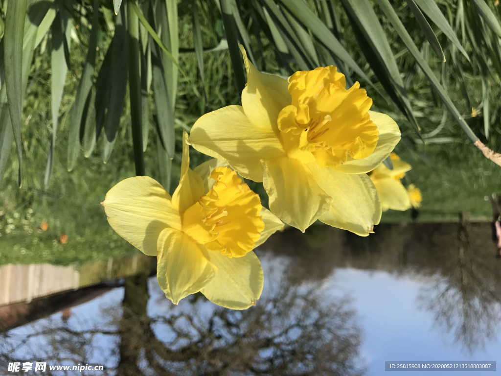 水仙花唯美图片