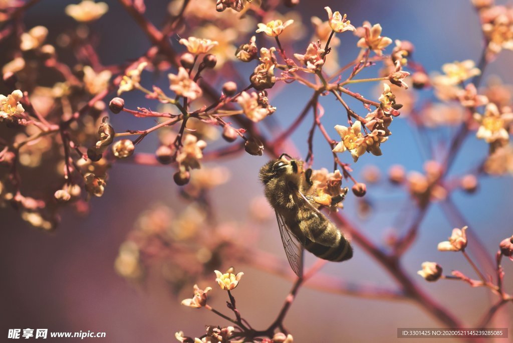 花朵上的蜜蜂