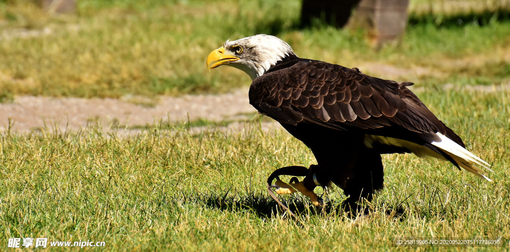 白头海雕空山鸟语图片