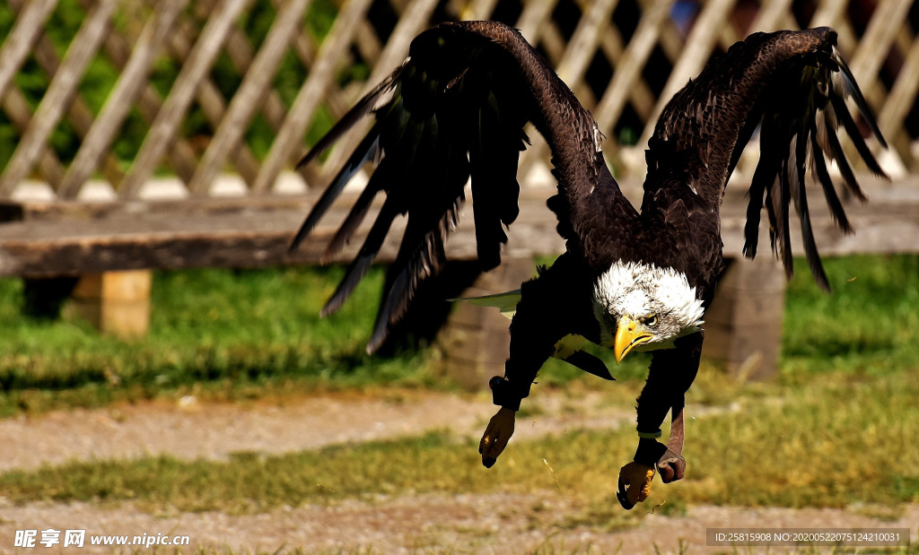 白头海雕空山鸟语图片