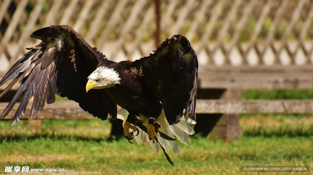 白头海雕空山鸟语图片