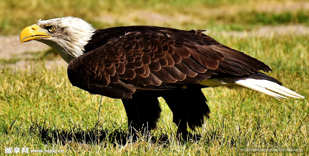 白头海雕空山鸟语图片