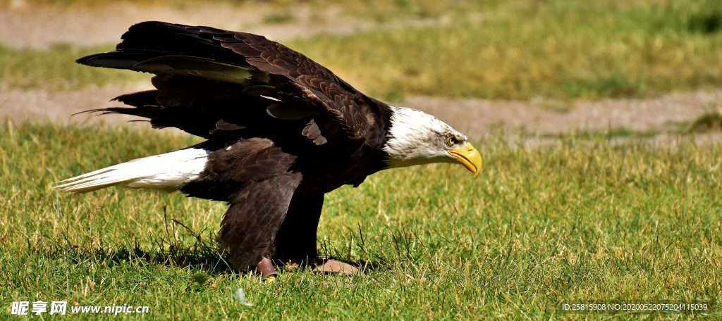白头海雕空山鸟语图片