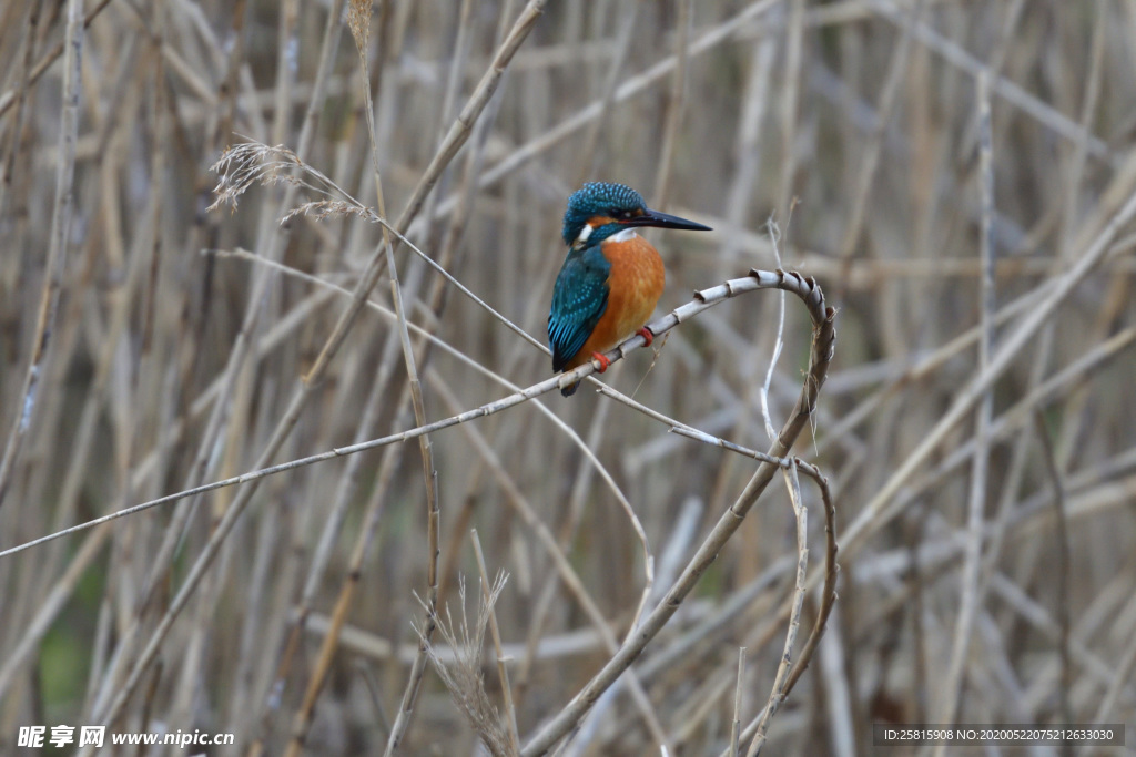 翠鸟空山鸟语图片