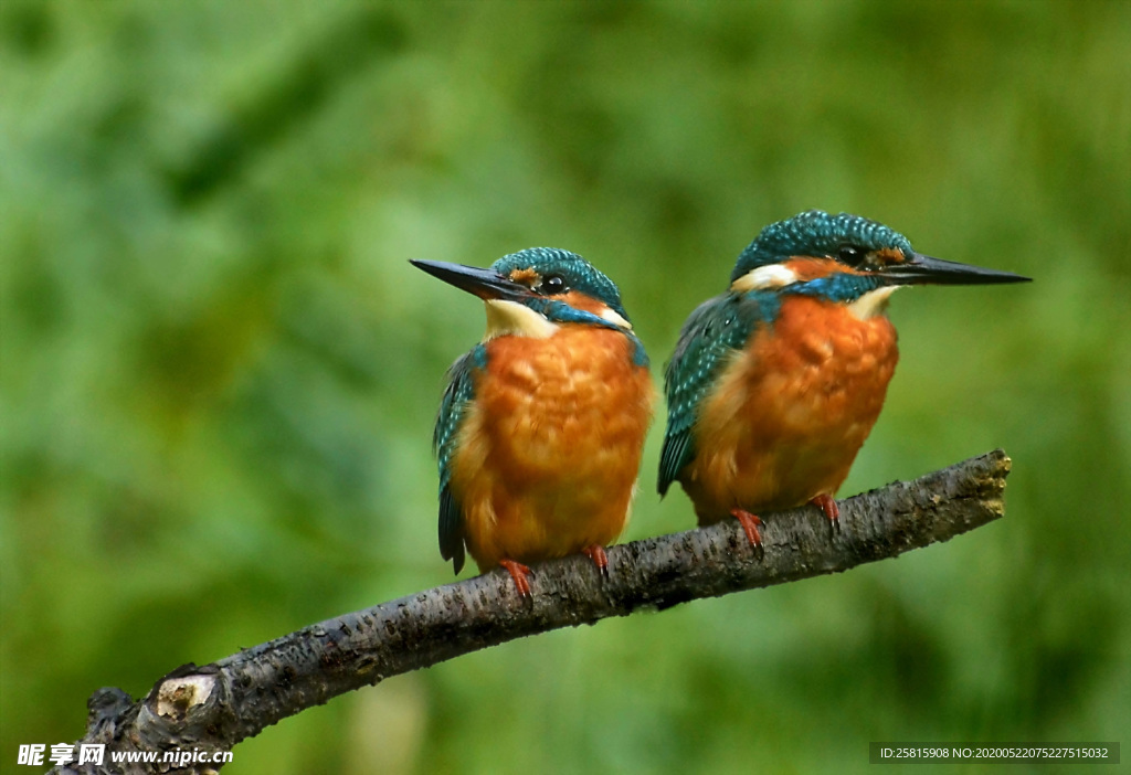 翠鸟空山鸟语图片