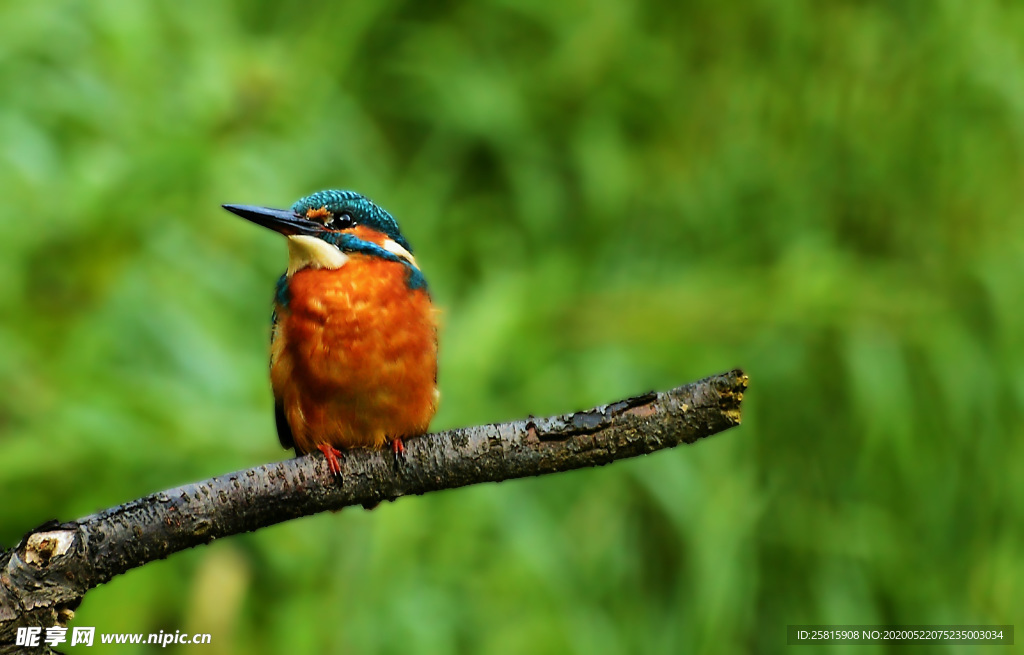 翠鸟空山鸟语图片