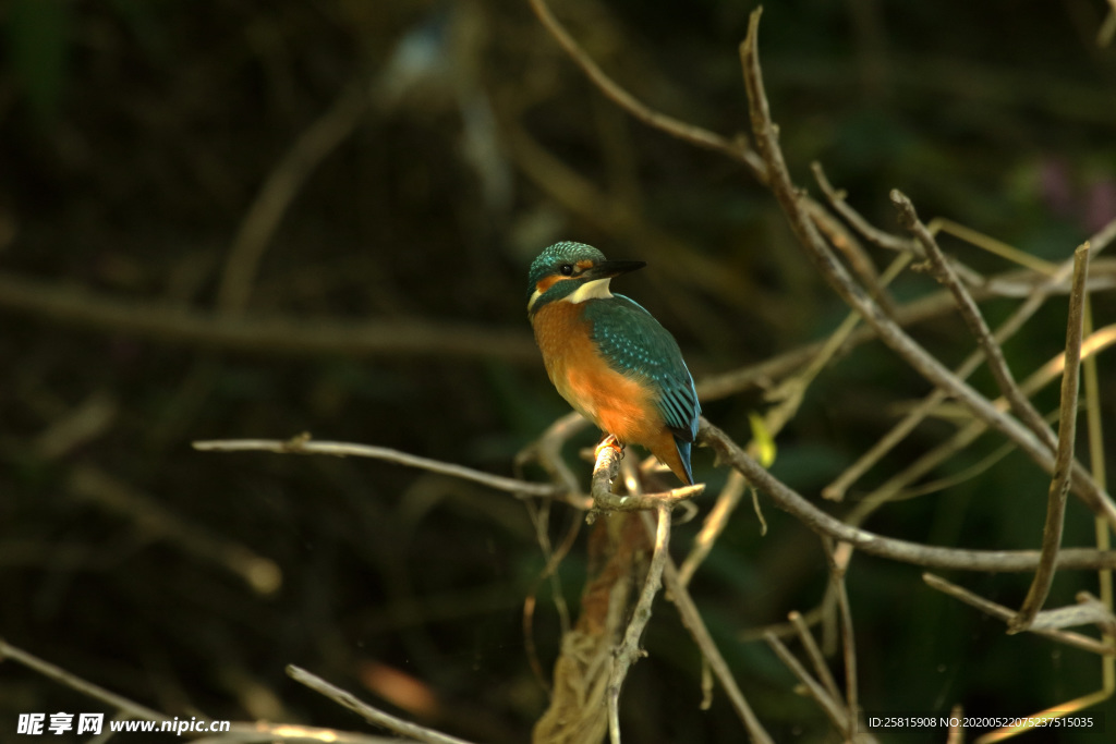 翠鸟空山鸟语图片