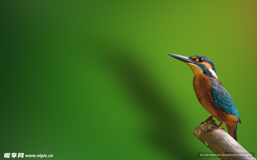 翠鸟空山鸟语图片