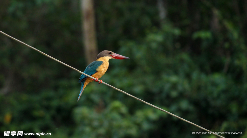 翠鸟空山鸟语图片