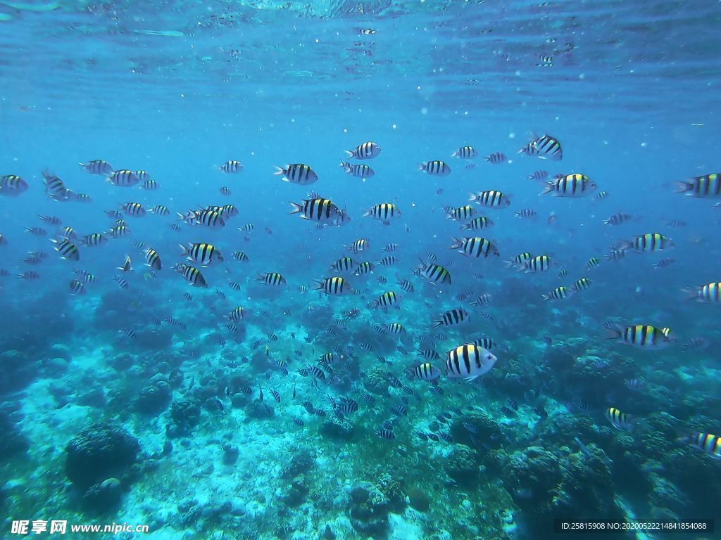 鱼群海底鱼群图片